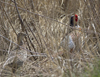 Ring necked Pheasants